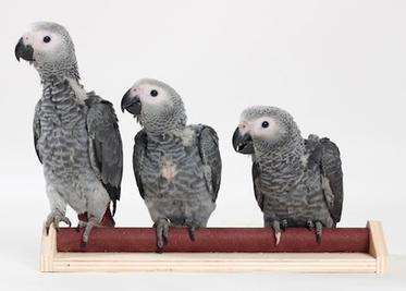 Cria a mano de loros Cria a mano de loros